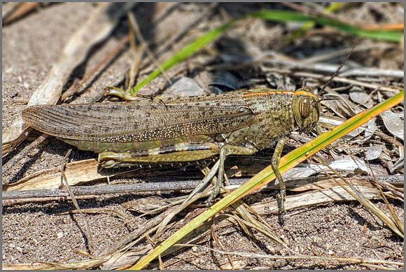 Egyptian Grasshopper (Anacridium aegyptium), Mallorca, May 2016