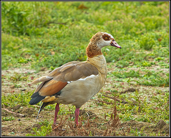 Egyptian Goose, Norfolk, September 2012