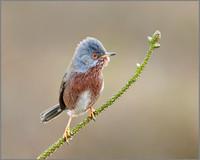 Dartford Warbler, Wales, 06 April 2011