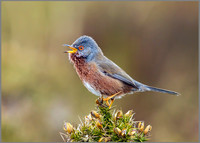 Dartford Warbler, Wales, 06 April 2011