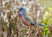 Dartford Warbler, Wales, 06 April 2011