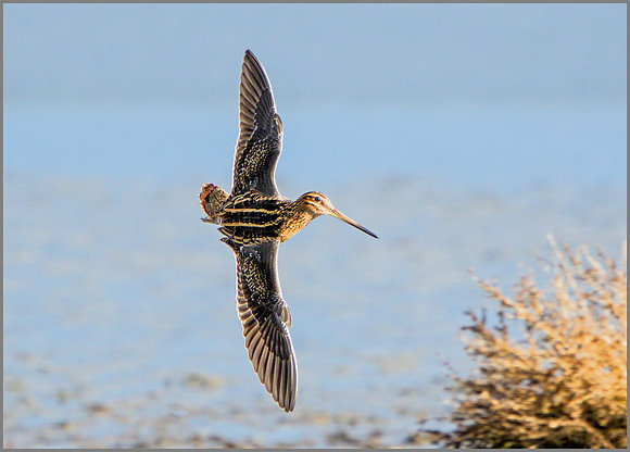 Common Snipe (Gallinago gallinago), Upton Warren NR, November 2015