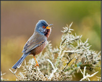 Dartford Warbler, Wales, 06 April 2011