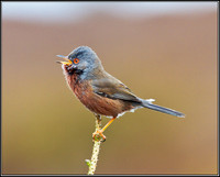Dartford Warbler, Wales, 06 April 2011