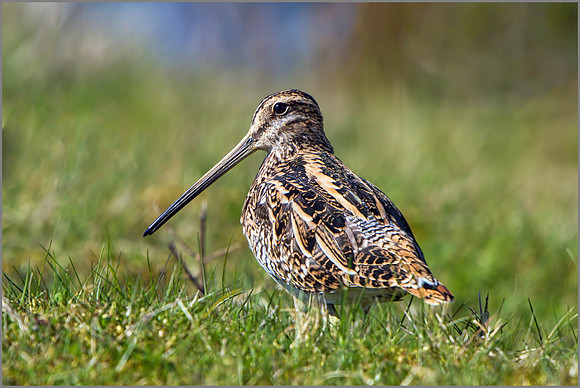 Common Snipe (Gallinago gallinago), Marsh Lane NR.