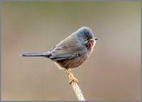 Dartford Warbler, Wales, 06 April 2011