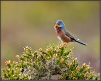 Dartford Warbler, Wales, 06 April 2011