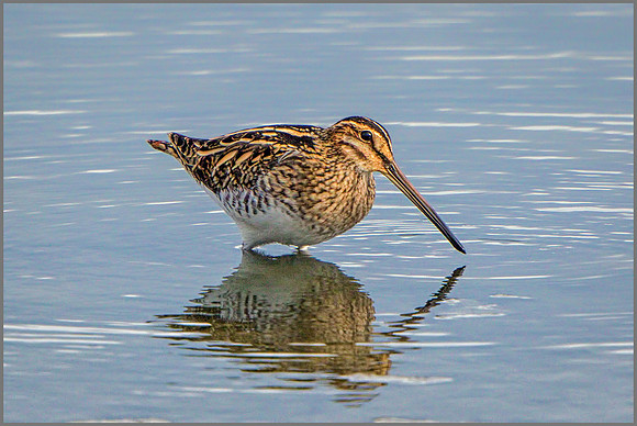 Common Snipe (Gallinago gallinago), Upton Warren NR, September 2015