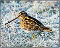 Common Snipe