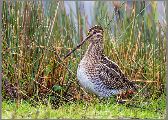 Common Shipe (Gallinago gallinago), Upton Warren NR, January 2016