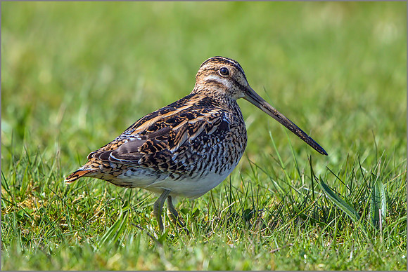 Common Snipe (Gallinago gallinago), Marsh Lane NR.
