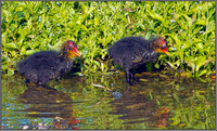 Coot Chicks, Upton Warren Moors, 25 June 2012