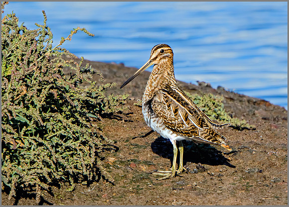 Common Snipe (Gallinago gallinago), Upton Warren NR, September 2016