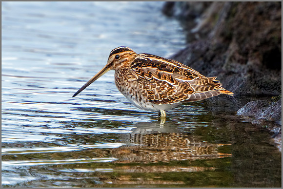 Common Snipe (Gallinago gallinago), Upton Warren NR, September 2016