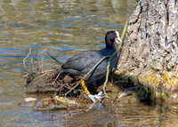 Eurasian Coot - Fulica atra, Slimbridge WWT, April 2019