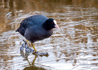 Eurasian Coot - Fulica atra, Upton Warren, February 2019