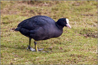 Eurasian Coot (Fulica atra).