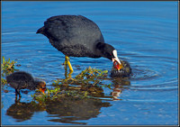 Coot with Chicks, Upton Warren Moors, 25 June 2012