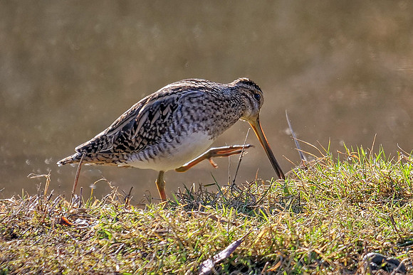 Common Snipe - Gallinago gallinago, Slimbridge WWT, February 2019