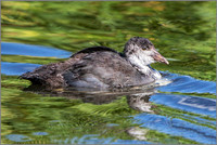 Juvenile Eurasian Coot (Fulica atra), Upton Warren NR, July 2015