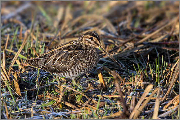 Common Snipe - Gallinago gallinago, Upton Warren NR, January 2017