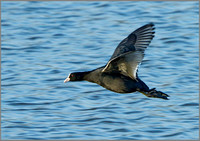 Coot (Fulica atra), Upton Warren, January 2014