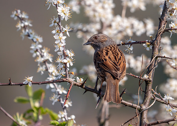 Dunnock -Prunella modularis, Upton Warren Moors, March 2019