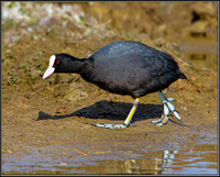 Coot, Upton Warren Flashes, 21 March 2012