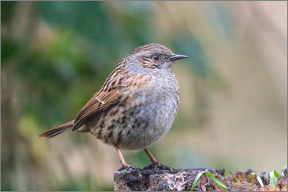 Dunnock (Prunella modularis), January 2015