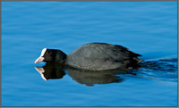 Coot, Bittell, 06 March 2012