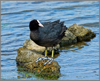 Coot (Fulica atra), Upton Warren NR, May 2013