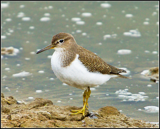Common Sandpiper, Upton Warren Flashes, 28 August 2010
