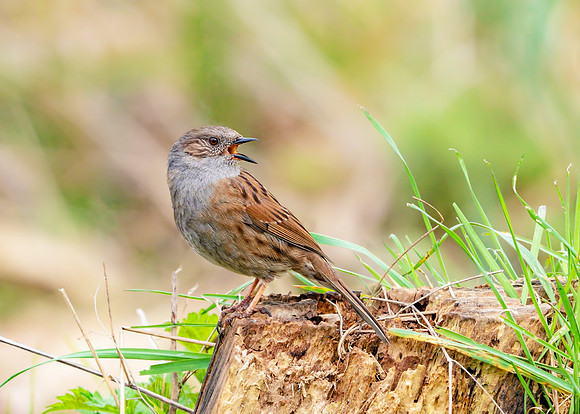 Dunnock - Prunella modularis, Upton Warren Moors, 22 March 2019