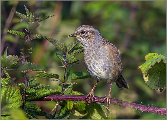 Dunnock (Prunella modularis), Upton Warren NR, September 2015