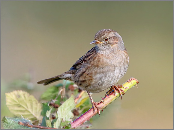 Dunnock (Prunella modularis), Upton Warren, November 2014