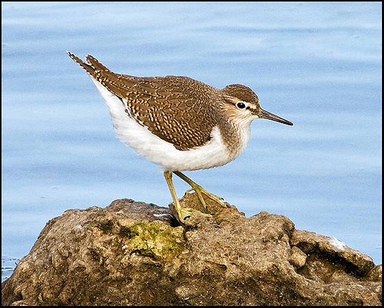 Common Sandpiper, Upton Warren Moors, 07 August 2009