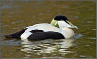 Drake Common Eider (Somateria mollissima), Slimbridge WWT, 28 February 2013