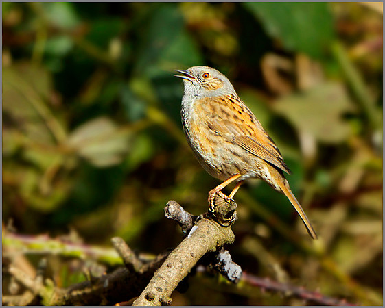 Dunnock Singing(Prunella modularis), Warwickshire, February 2014