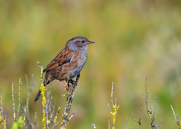 Dunnock - Prunella modularis, Norfolk, September 2020
