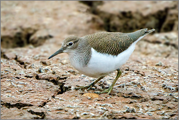 Common Sandpiper (Actitis hypoleucos), Upton Warren NR, August 2016