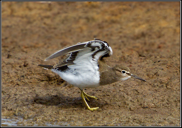 Common Sandpiper, Upton Warren Flashes, 28 August 2010