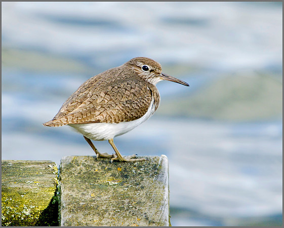Common Sandpiper (Actitis hypoleucos), Upton Warren, April 2010