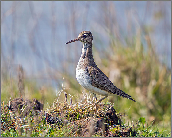 Common Sandpiper (Actitis hypoleucos), Marsh Lane NR.