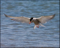 Common Tern, Anglesey, 20 July 2009