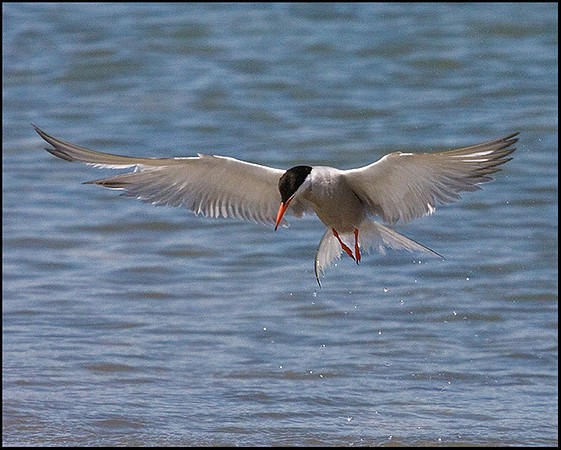 Common Tern, Anglesey, 20 July 2009