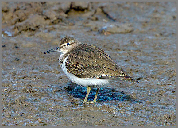 Common Sandpiper (Actitis hypoleucos), Upton Warren, September 2014