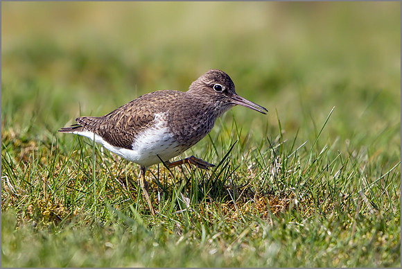 Common Sandpiper (Actitis hypoleucos), Marsh Lane NR.