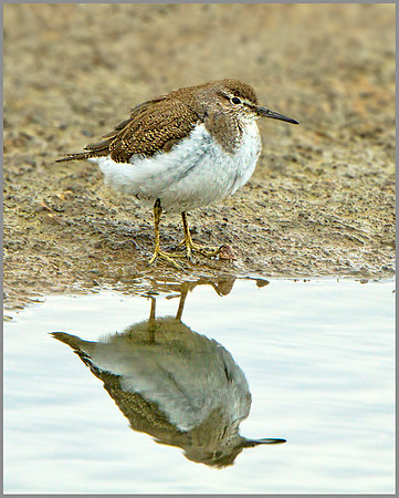 Common Sandpiper (Actitis hypoleucos), Upton Warren, September 2013