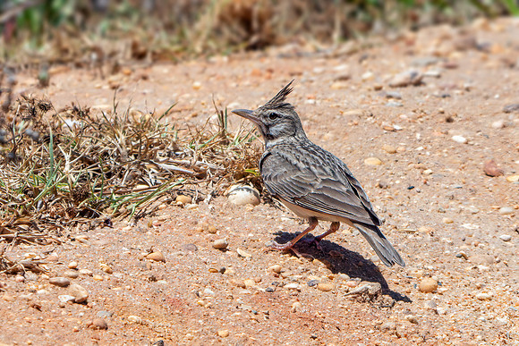 Crested Lark - Galerida cristata, Algarve, Portugal, May 2019