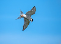 Common Tern - Sterna hirundo, Upton Warren, August 2018